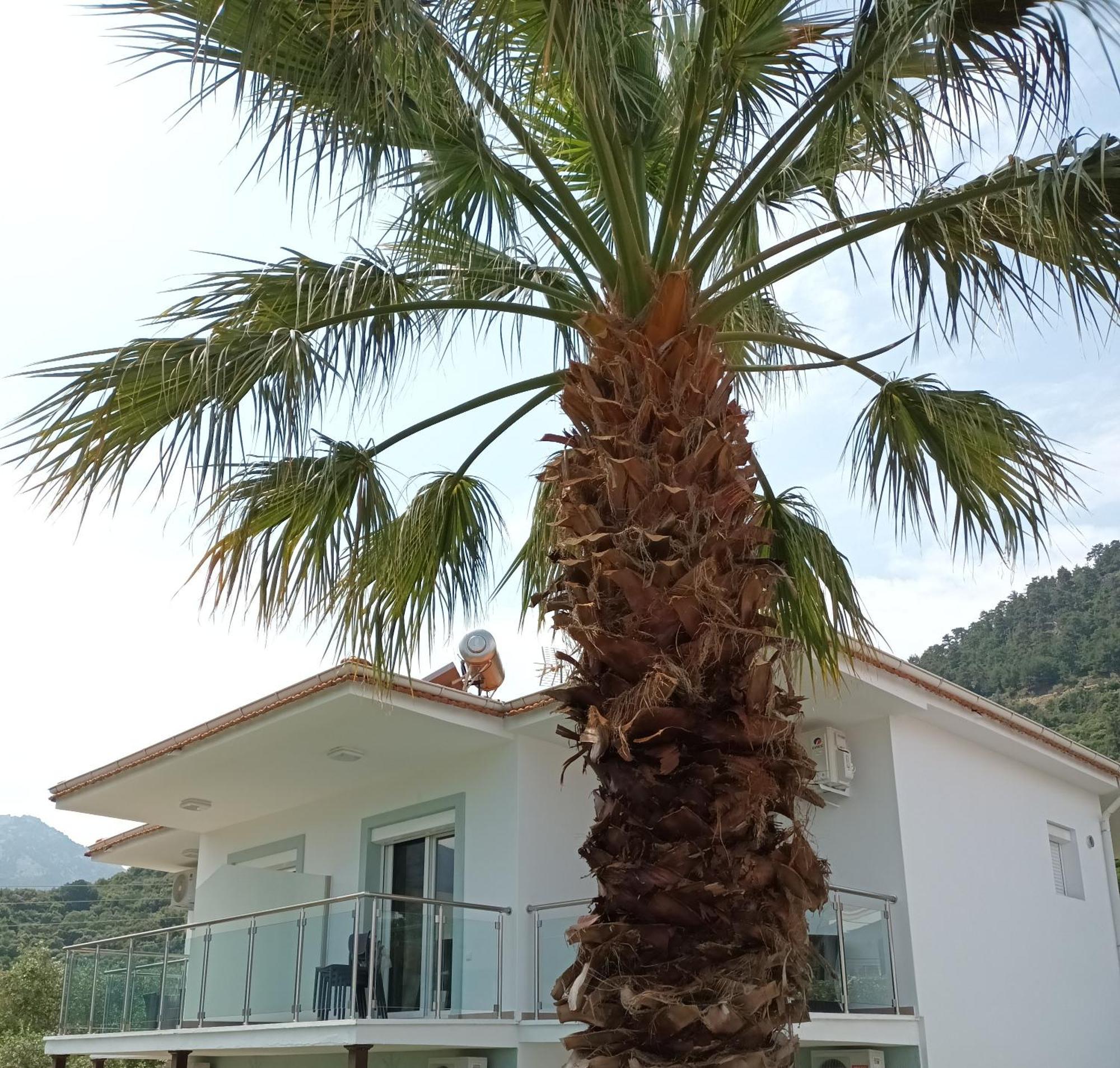 Olive Garden Villas And Apartments Chrysi Ammoudia Pokój zdjęcie